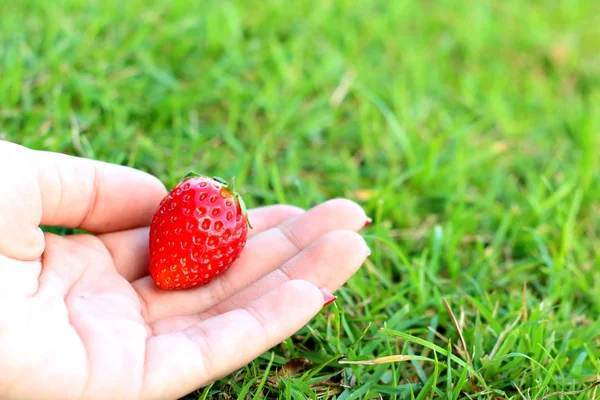 Erdbeere in der Hand auf grünem Hintergrund. — Stockfoto