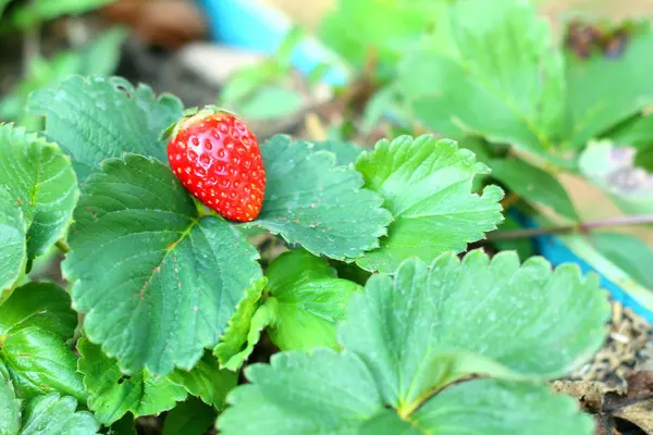 Erdbeere auf grünem Laubgrund in einem Garten. — Stockfoto