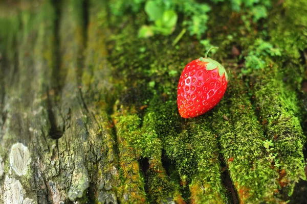 Fresa sobre fondo de madera en un jardín . — Foto de Stock