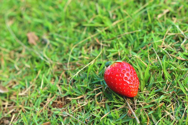 Erdbeere auf Holzgrund im Garten. — Stockfoto