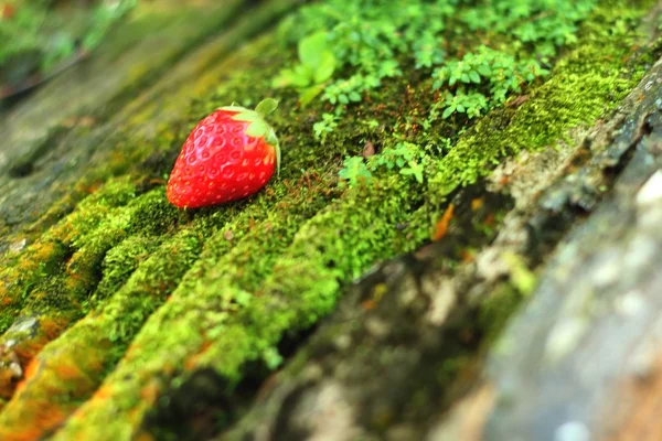 Erdbeere auf Holzgrund im Garten. — Stockfoto