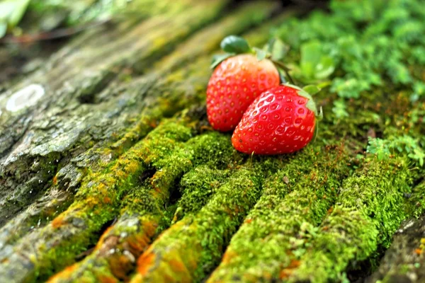 Morango em fundo de madeira em um jardim . — Fotografia de Stock