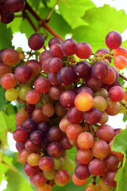 Bahçedeki mor üzüm demet