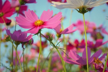 Cosmos Çiçek bahçesinde renkli