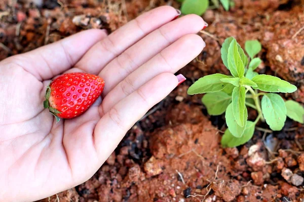 Erdbeere in der Hand auf dem Hintergrund eines Gartens. — Stockfoto