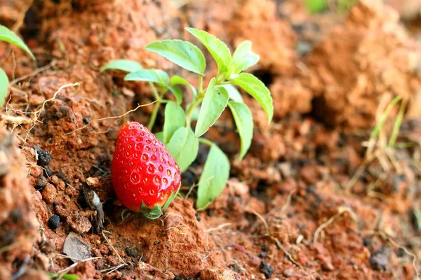 Erdbeere auf dem Hintergrund eines Gartens. — Stockfoto