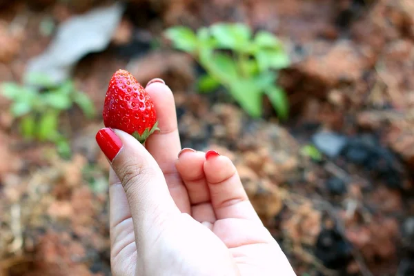 Morango na mão no fundo de um jardim . — Fotografia de Stock