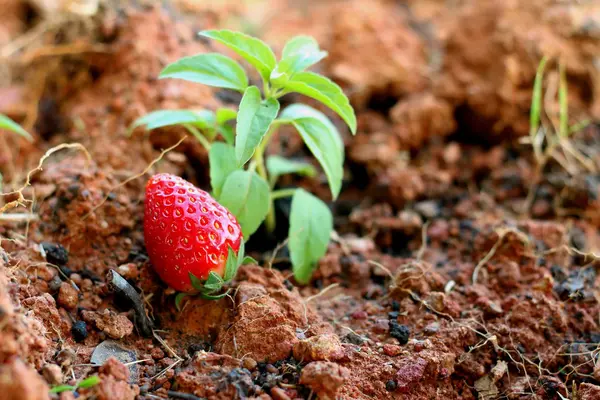 Fragola sullo sfondo di un giardino . — Foto Stock