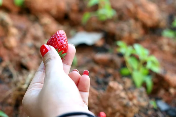 Morango na mão no fundo de um jardim . — Fotografia de Stock