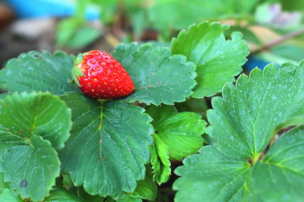 Strawberry on a green leave background in a garden. — Stock Photo, Image