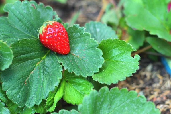 Strawberry on a green leave background in a garden. — Stock Photo, Image