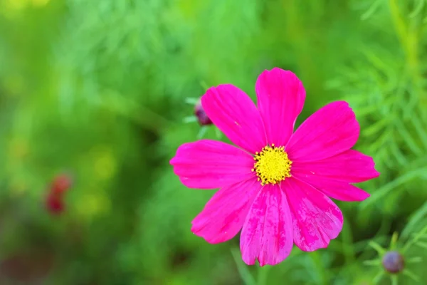 Colorido de flor cosmos no jardim — Fotografia de Stock