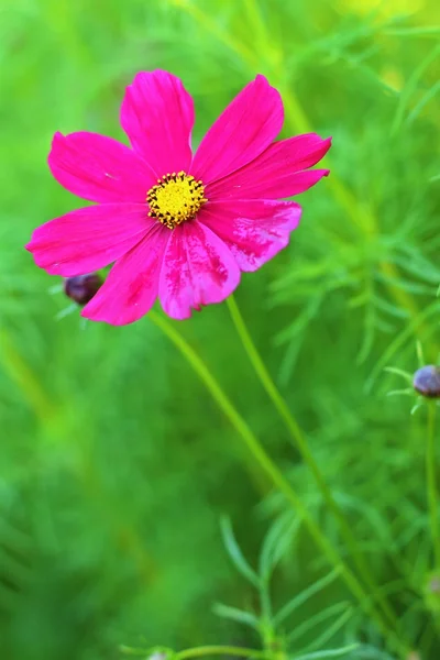 Colorido de flor de cosmos en el jardín —  Fotos de Stock