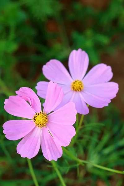 Colorido de flor cosmos no jardim — Fotografia de Stock