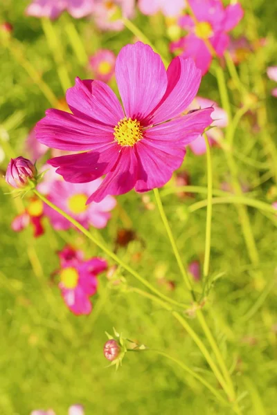 Colorido de flor cosmos no jardim — Fotografia de Stock