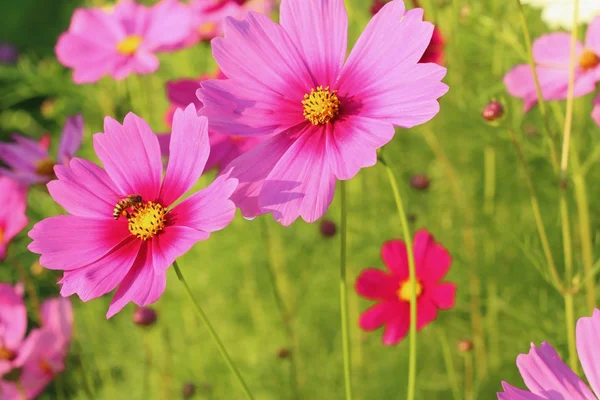 Colorido de flor cosmos no jardim — Fotografia de Stock