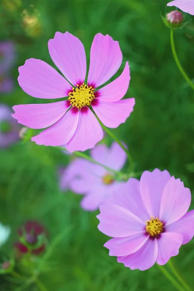 Colorido de flor cosmos no jardim — Fotografia de Stock