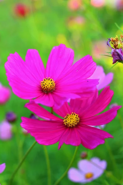 Bunte Kosmos-Blume im Garten — Stockfoto