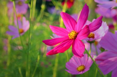 Cosmos Çiçek bahçesinde renkli