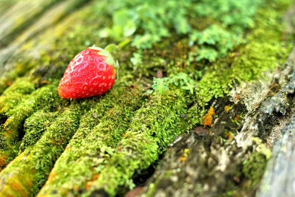 Φράουλα σε ξύλινα φόντο σε έναν κήπο. — Φωτογραφία Αρχείου