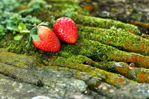 Strawberry on wooden background in a garden. — Stock Photo, Image