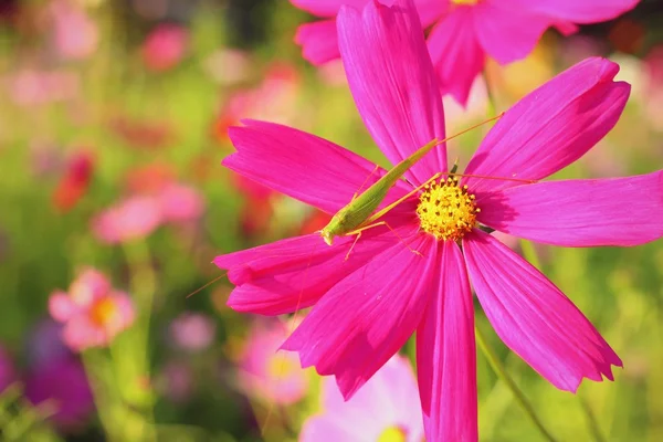 Bunte Kosmos-Blume im Garten — Stockfoto