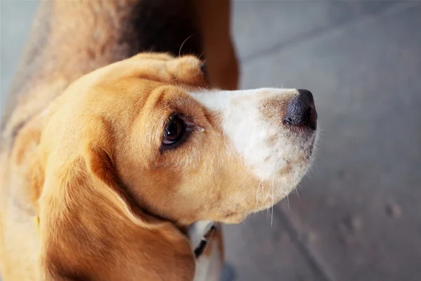 Een bruine en witte beagle hond in het park — Stockfoto