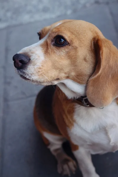 Een bruine en witte beagle hond in het park — Stockfoto