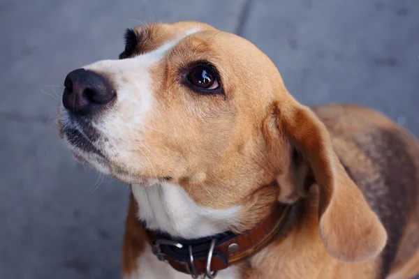 Kahverengi ve beyaz beagle köpek parkta