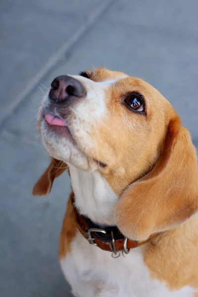 Kahverengi ve beyaz beagle köpek parkta