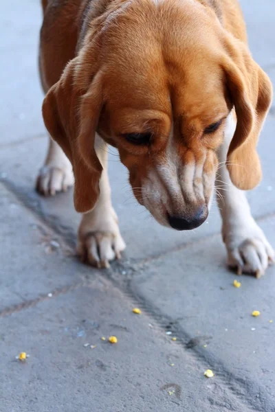 Beagle brązowy i biały pies idzie. — Zdjęcie stockowe