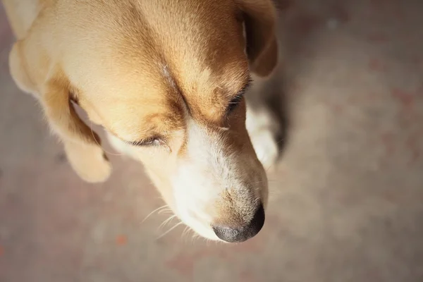 Een bruine en witte beagle hond in het park — Stockfoto