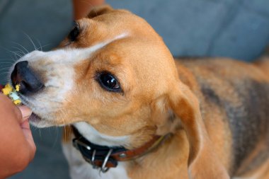 Kahverengi ve beyaz beagle köpek parkta