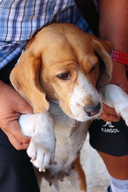 Kahverengi ve beyaz beagle köpek parkta
