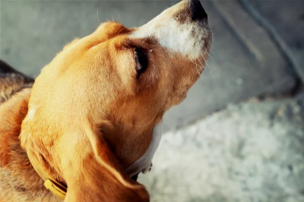 Een bruine en witte beagle hond in het park — Stockfoto