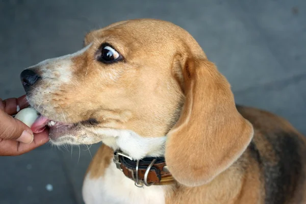 Een bruine en witte beagle hond in het park — Stockfoto