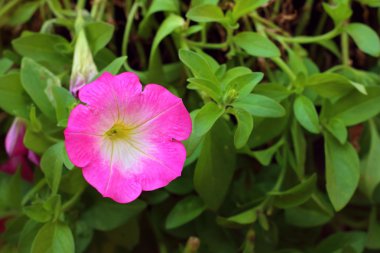 Parkta bir pembe hibiscus çiçek