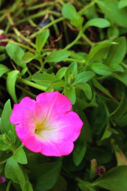 Parkta bir pembe hibiscus çiçek