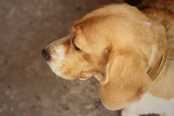 Beagle brązowy i biały pies w parku — Zdjęcie stockowe