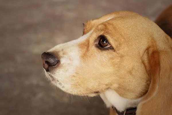 Een bruine en witte beagle hond in het park — Stockfoto