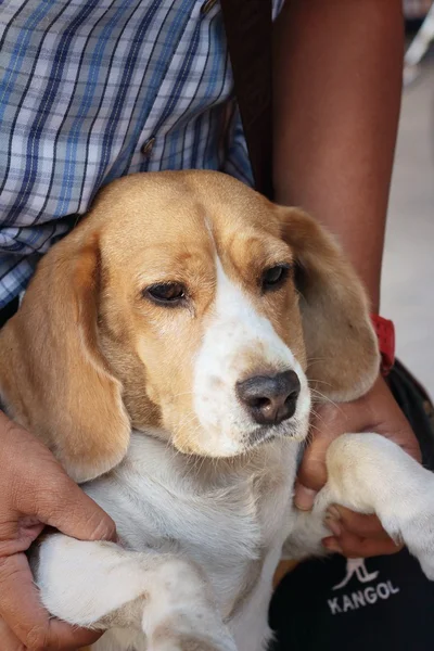 Een bruine en witte beagle hond in het park — Stockfoto