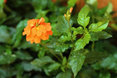 Turuncu çiçek bir doğa parkı.