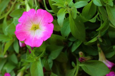 Parkta bir pembe hibiscus çiçek