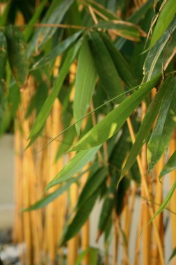 bir doğa orman bambu