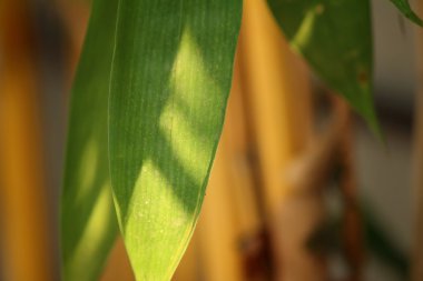 Bir doğa orman yeşil yaprakları