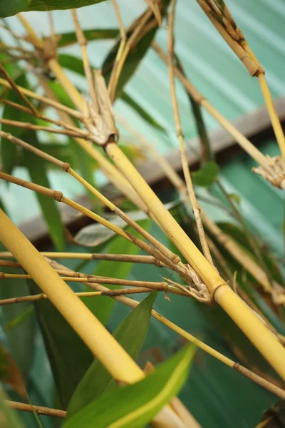 Bambou dans une nature à la forêt — Photo