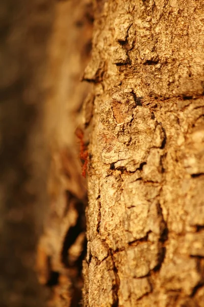 Мурахи, що ходять по дереву в природі . — стокове фото