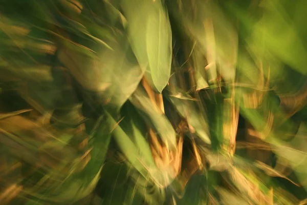 Luz borrosa senderos textura de fondo de varios — Foto de Stock