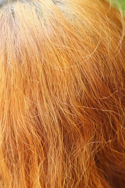 아름 다운 여자의 물결 모양의 황금 머리카락 — 스톡 사진