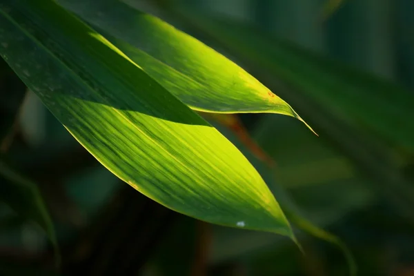 Green leaves in a nature at the forest — Stock Photo, Image